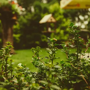  Guest house Mango Tree